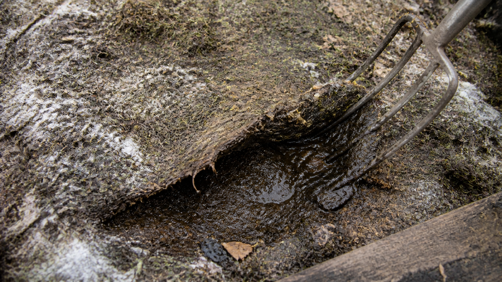 A garden fork lifting a corner of matted grey grass clippings in a compost bin to reveal wet anaerobic sludge underneath, with patches of white mould, compost smells bad