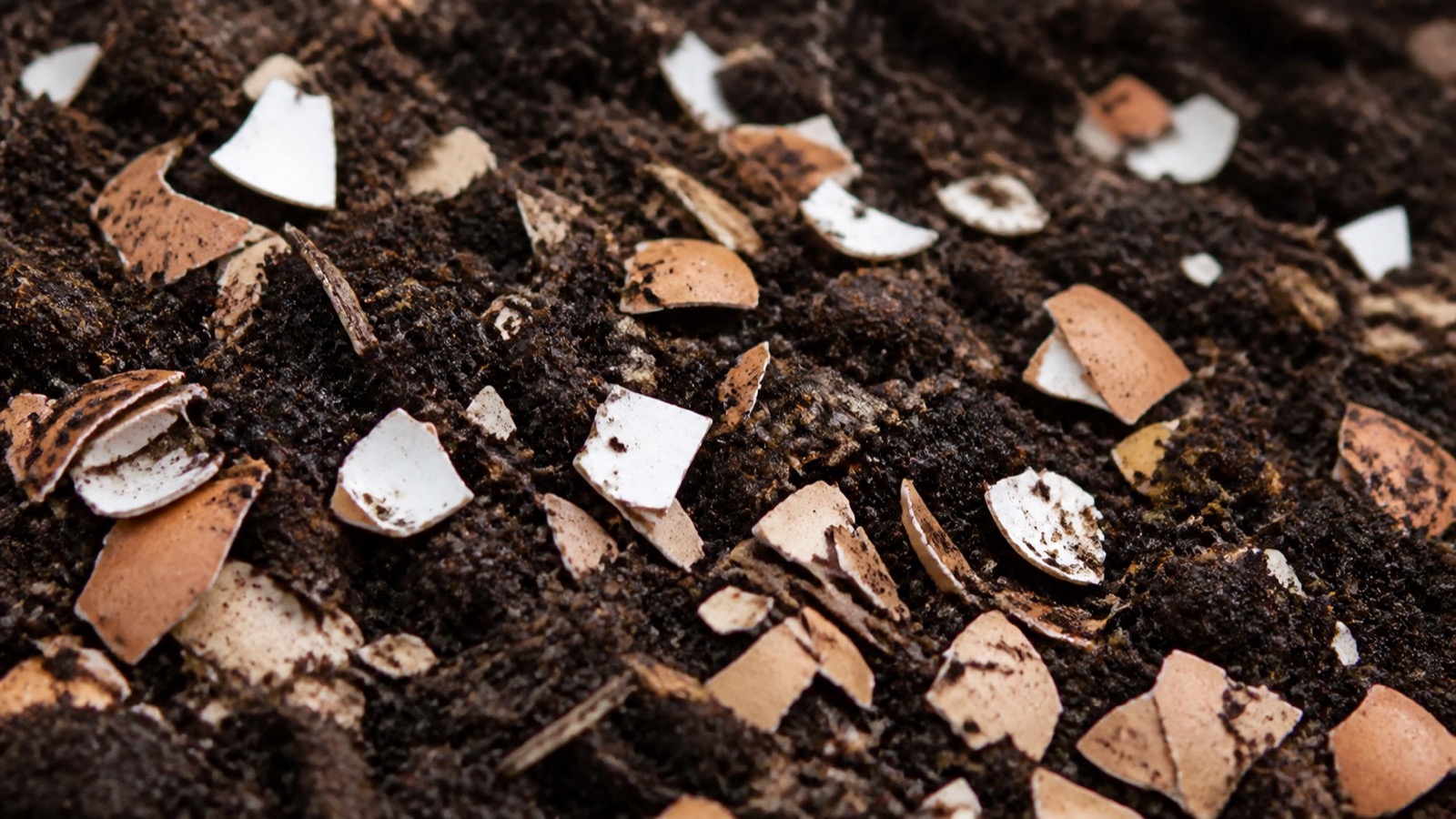 Extreme close-up filling the frame: crushed eggshell fragments scattered across dark compost, compost eggshells