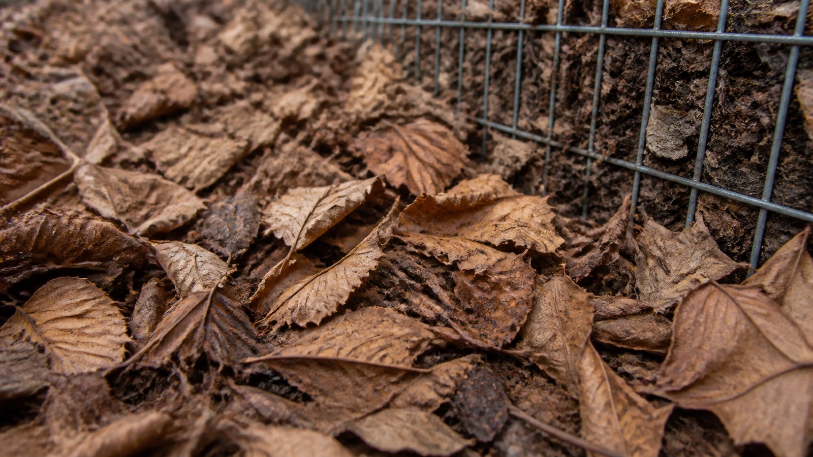 Extreme close-up filling the frame: a deep drift of dry brown autumn leaves beside a wire leaf cage, compost leaves