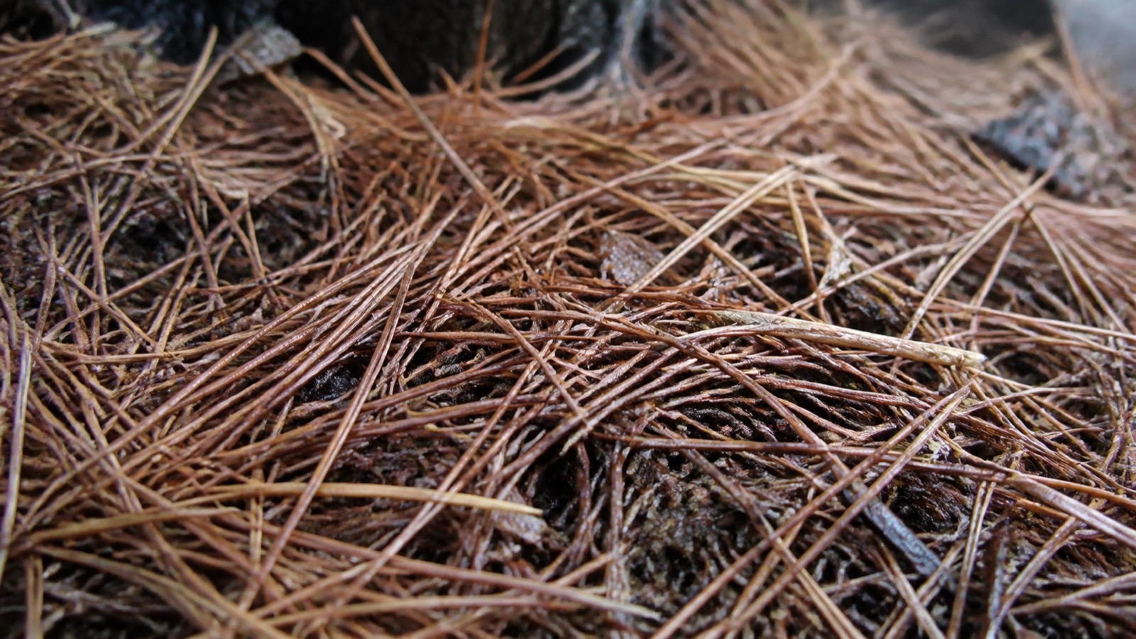 Extreme close-up filling the frame: a mat of brown pine needles under a conifer beside a compost bay, compost pine needles
