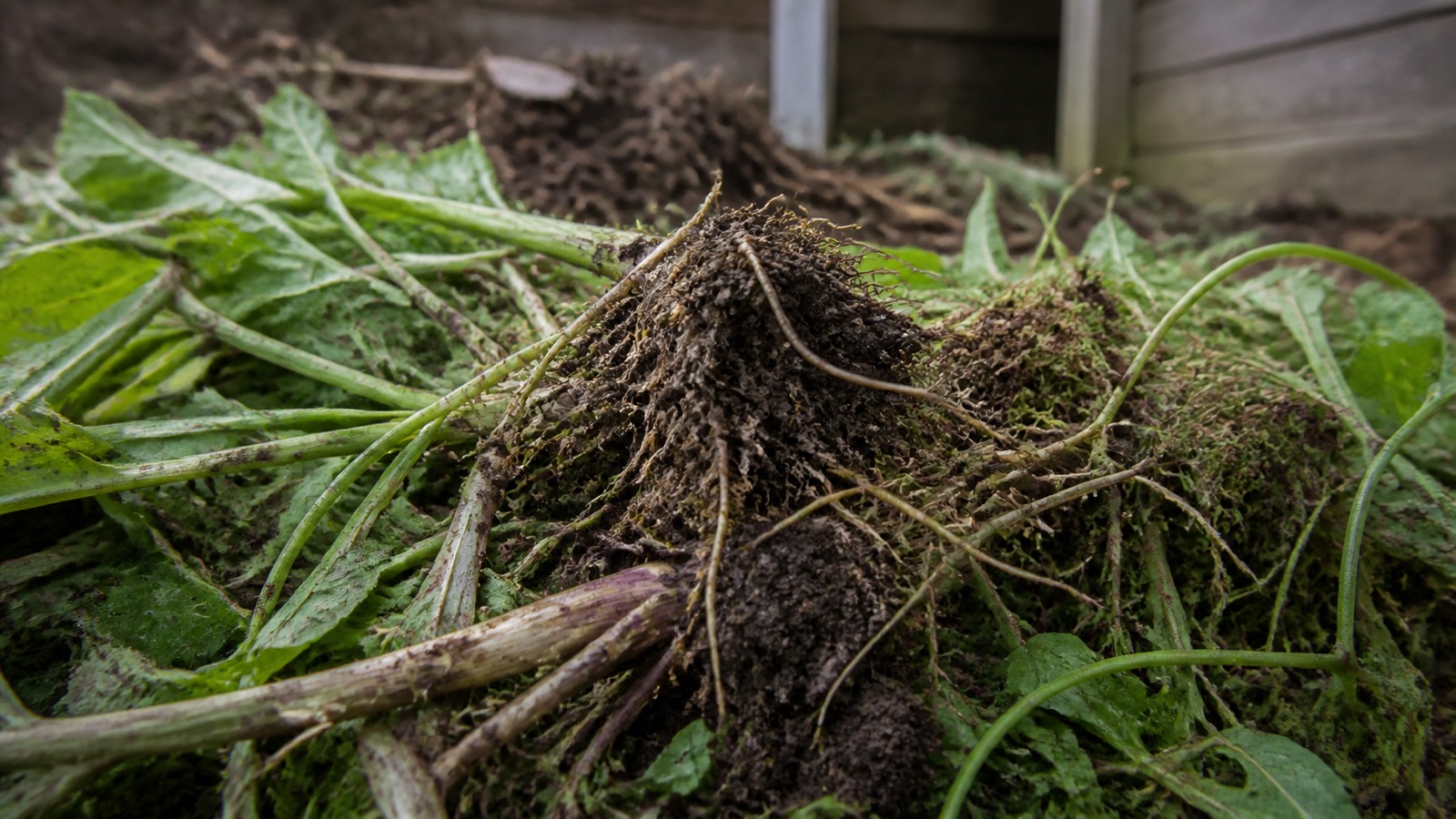 Extreme close-up filling the frame: a pile of pulled garden weeds with soil still on the roots beside a compost bay, compost weeds