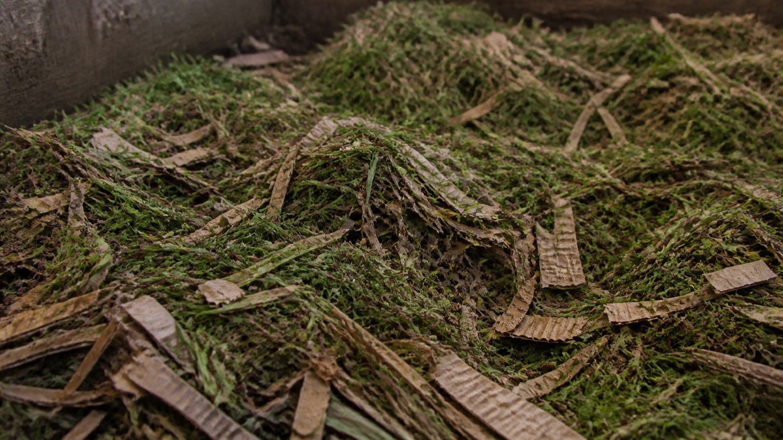 Shredded cardboard and grass clippings mixed together in a compost bay — carbon to nitrogen ratio
