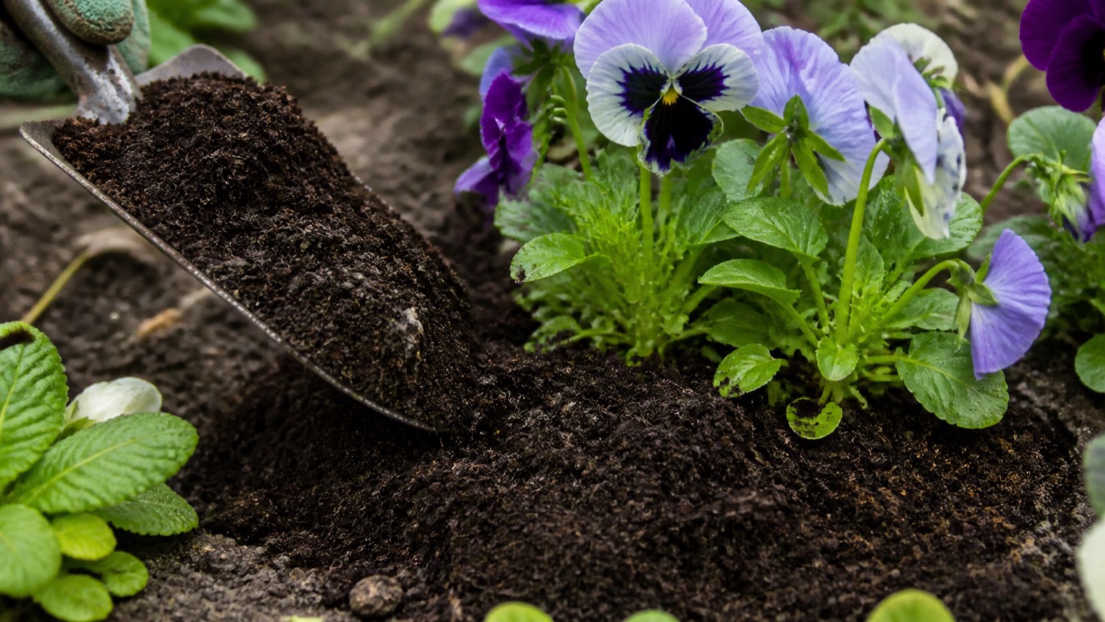 Dark crumbly compost being spread as a mulch on flowers, trowel or gloved hand in frame, compost for flowers
