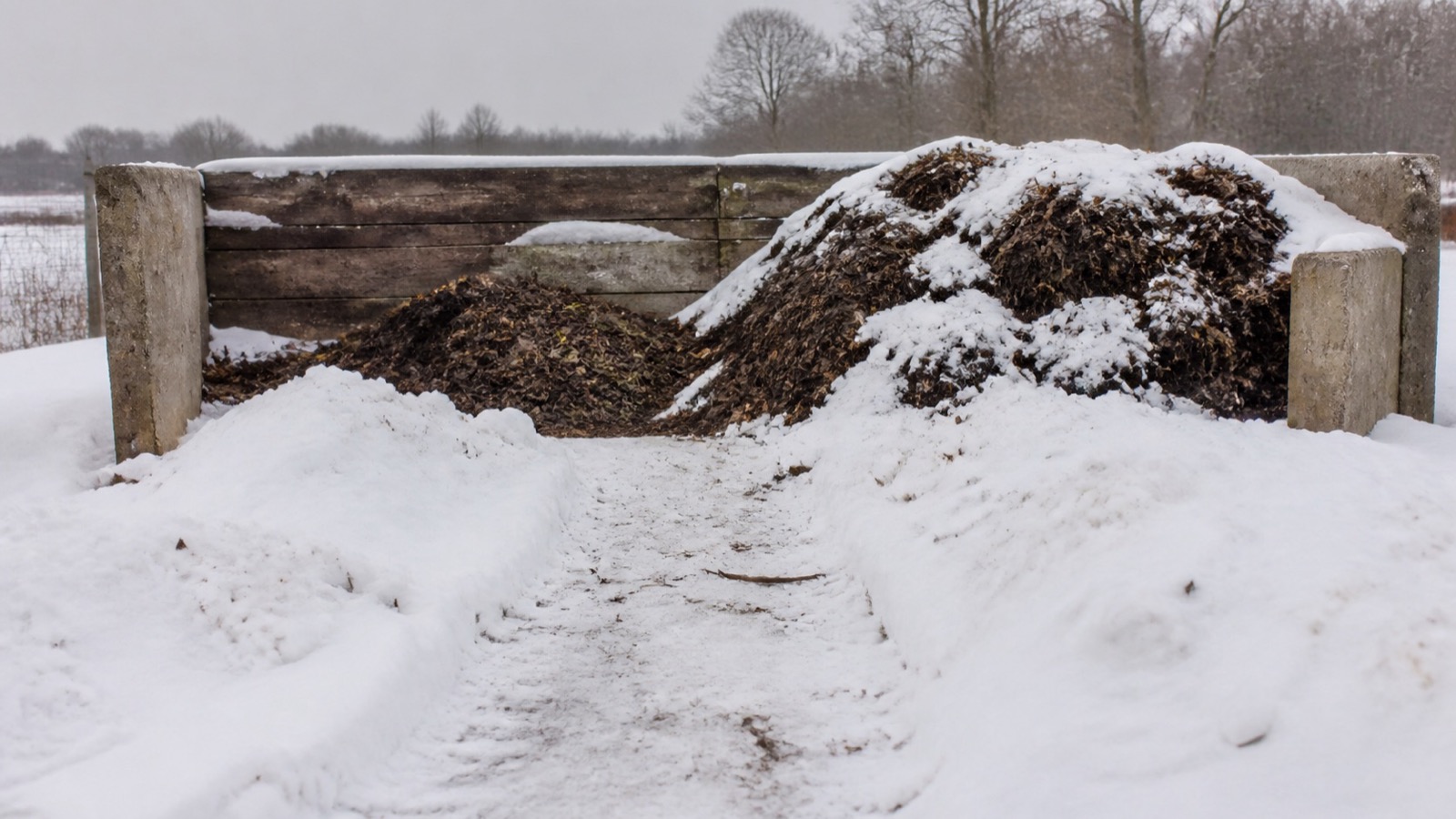 A snow-covered New England compost bay with a shovelled path to it, composting in Vermont winters