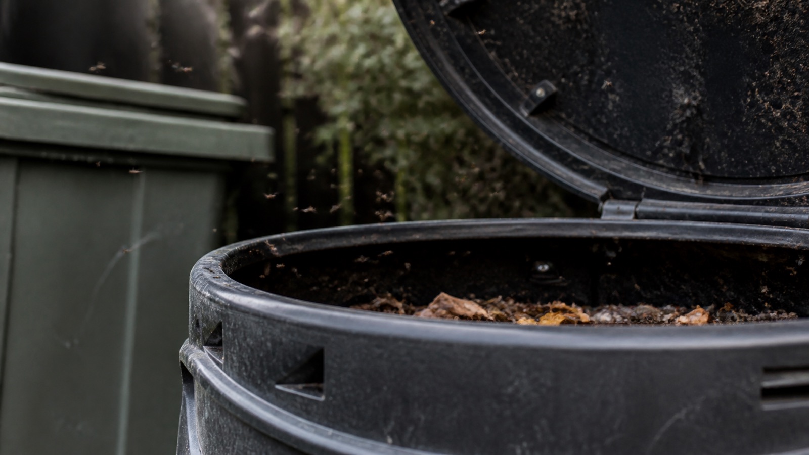 A cloud of tiny fruit flies rising from an open compost bin lid, flies in compost