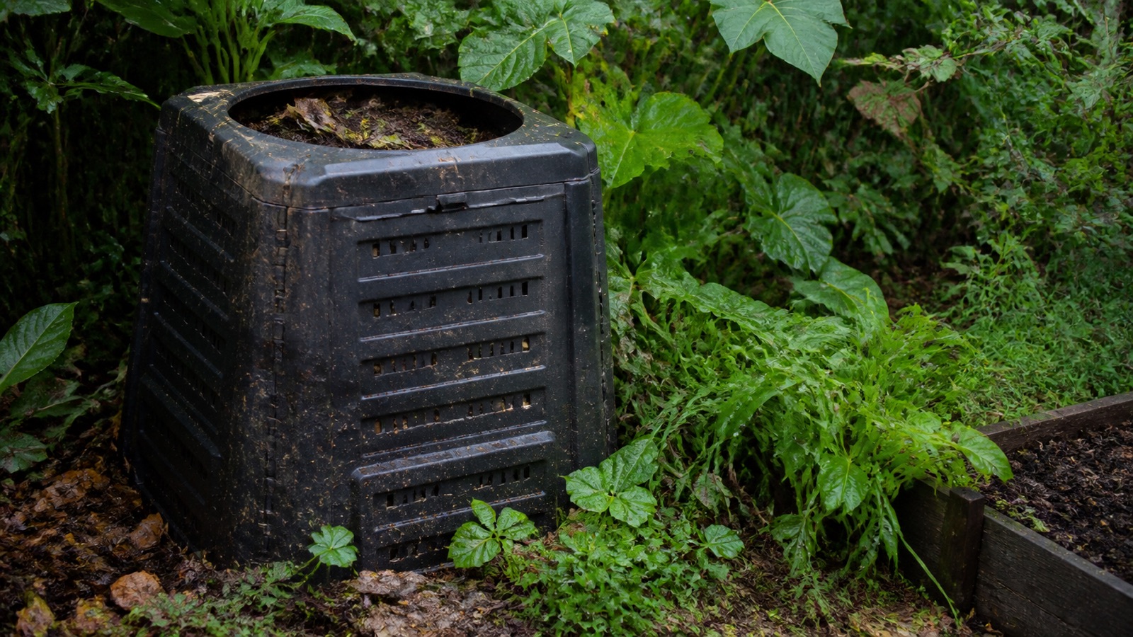A compost bin in a lush humid southern garden with heavy green growth, humid climate composting