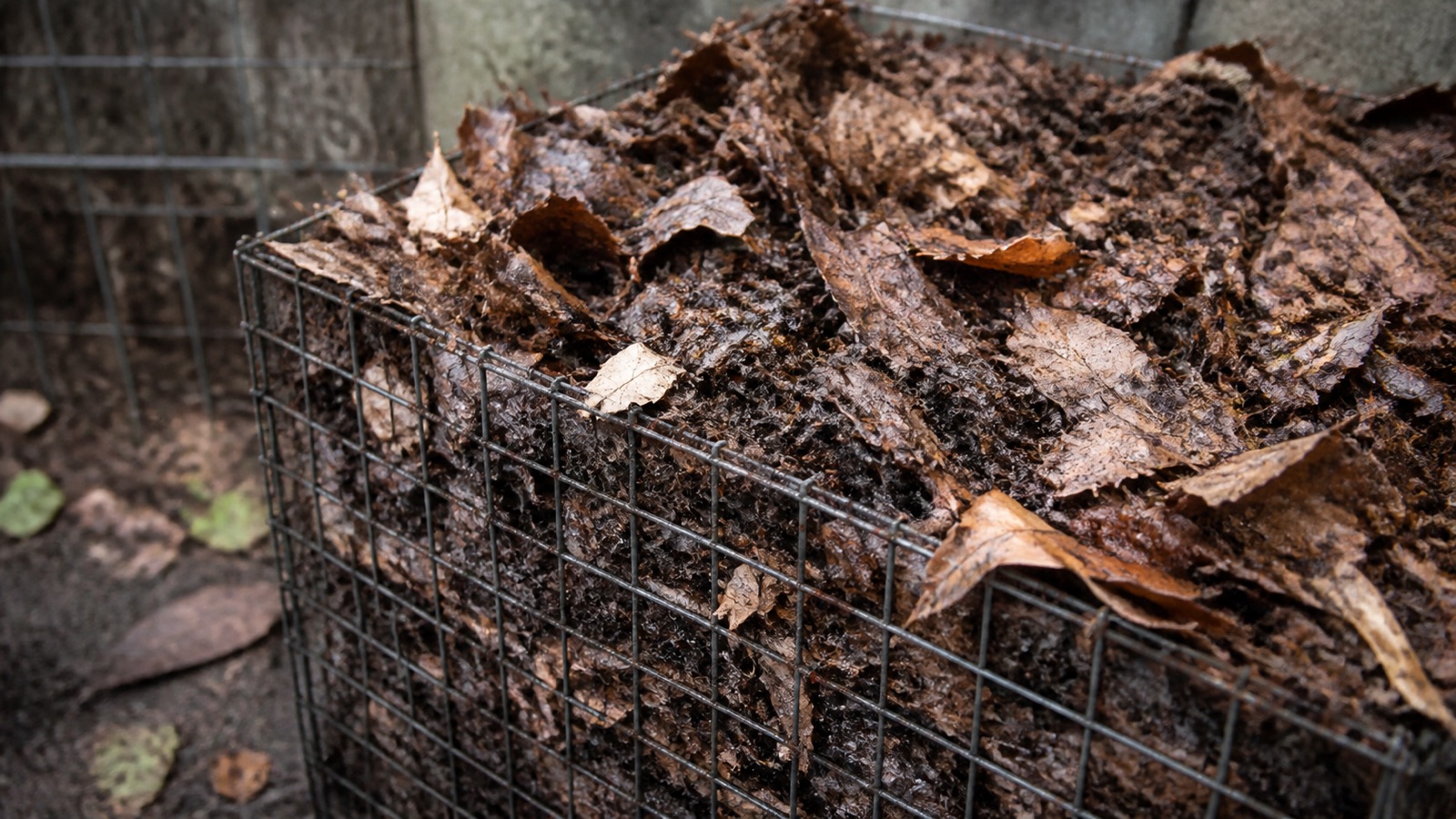 A wire cage full of decomposing brown leaves turning to dark crumbly leaf mold, leaf mold
