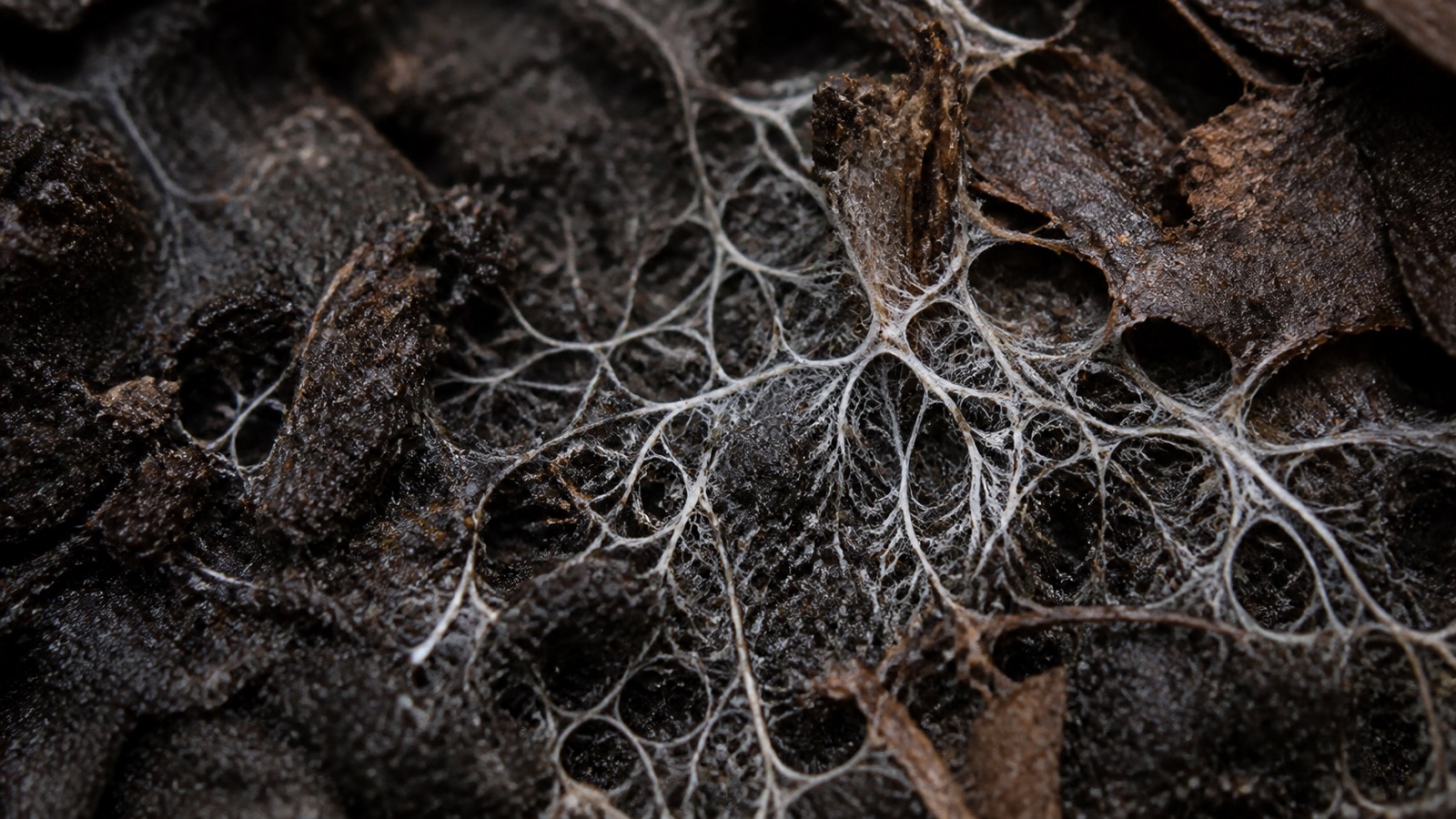 White fungal mycelium threading through dark compost, close-up, mold in compost