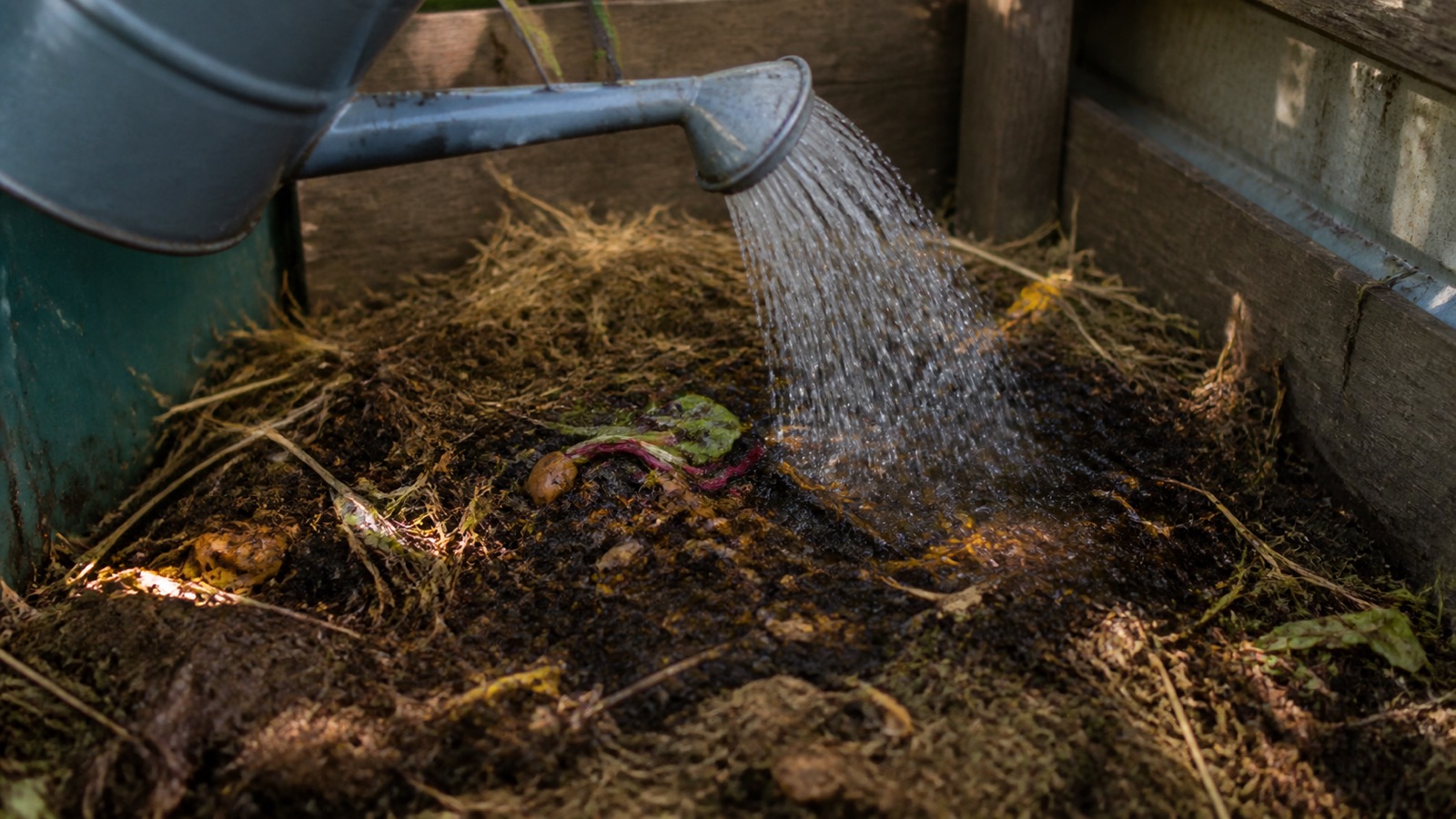 A watering can wetting a compost pile in bright summer light, summer compost maintenance