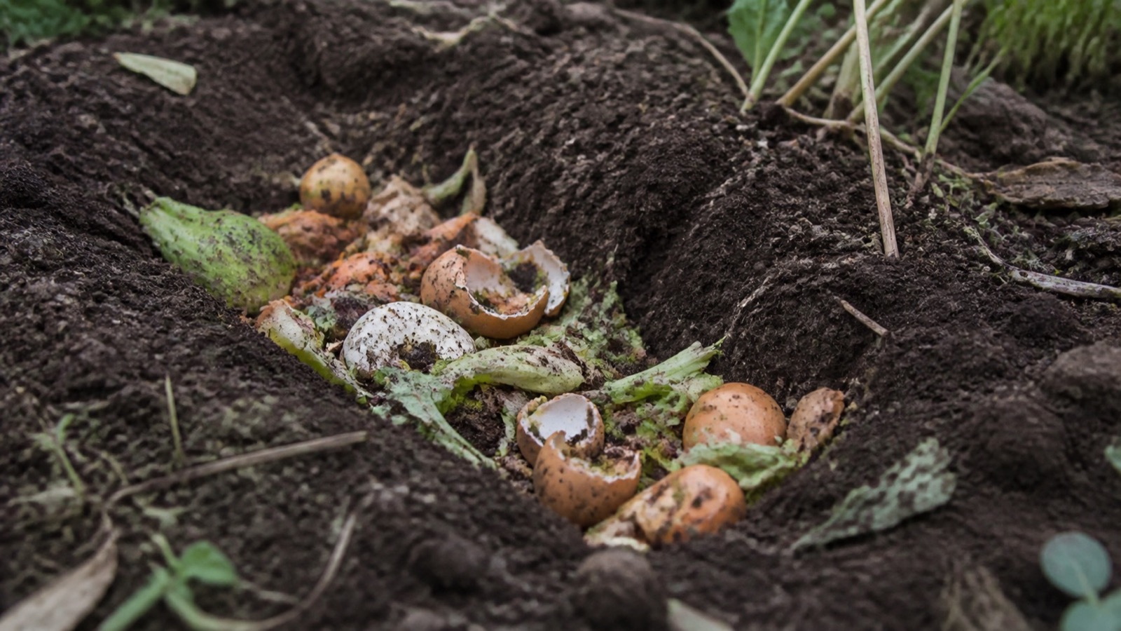 A shallow trench dug in a garden bed part filled with kitchen scraps, trench composting
