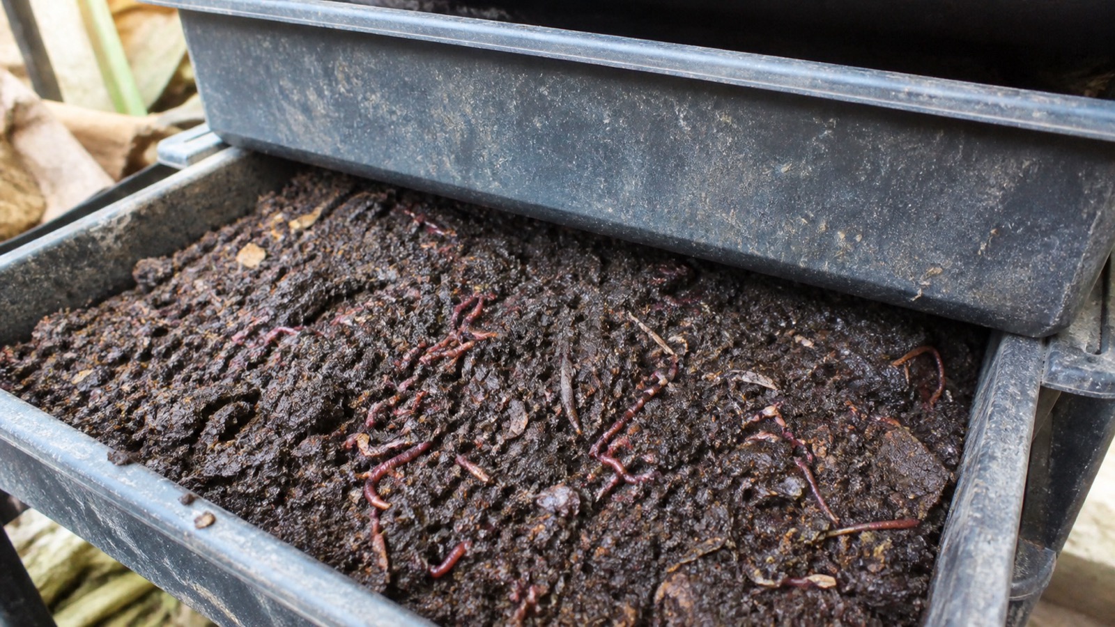 A stacked worm bin tray with red composting worms in dark castings, vermicomposting