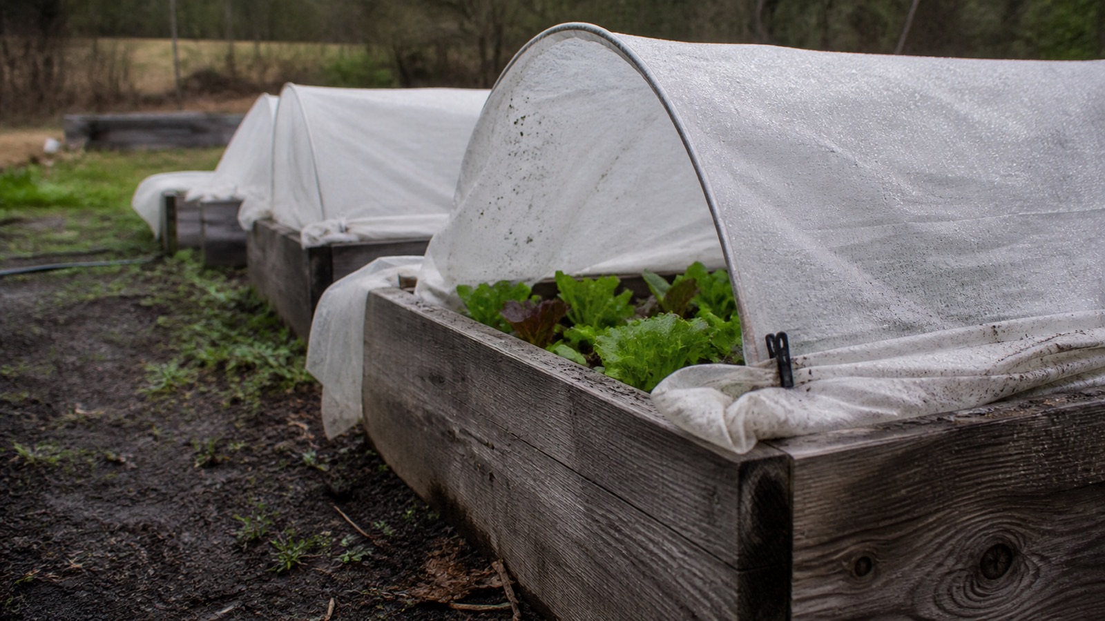 Raised vegetable beds with row cover in a Vermont garden in spring, Vermont gardening