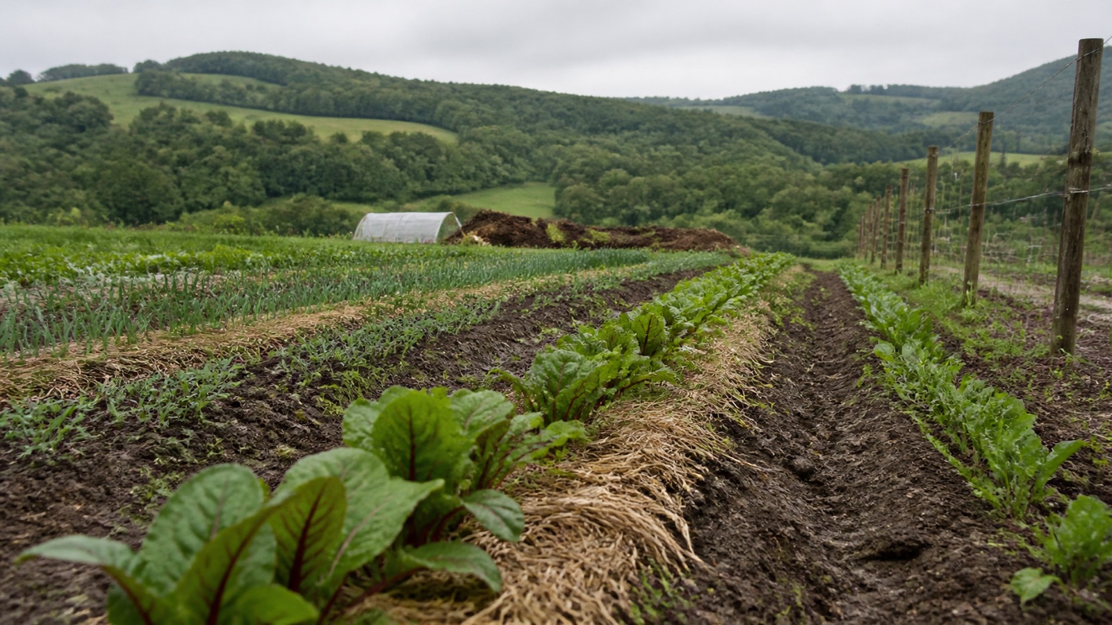 A Vermont hillside vegetable garden in late spring with hills behind, Vermont growing zones