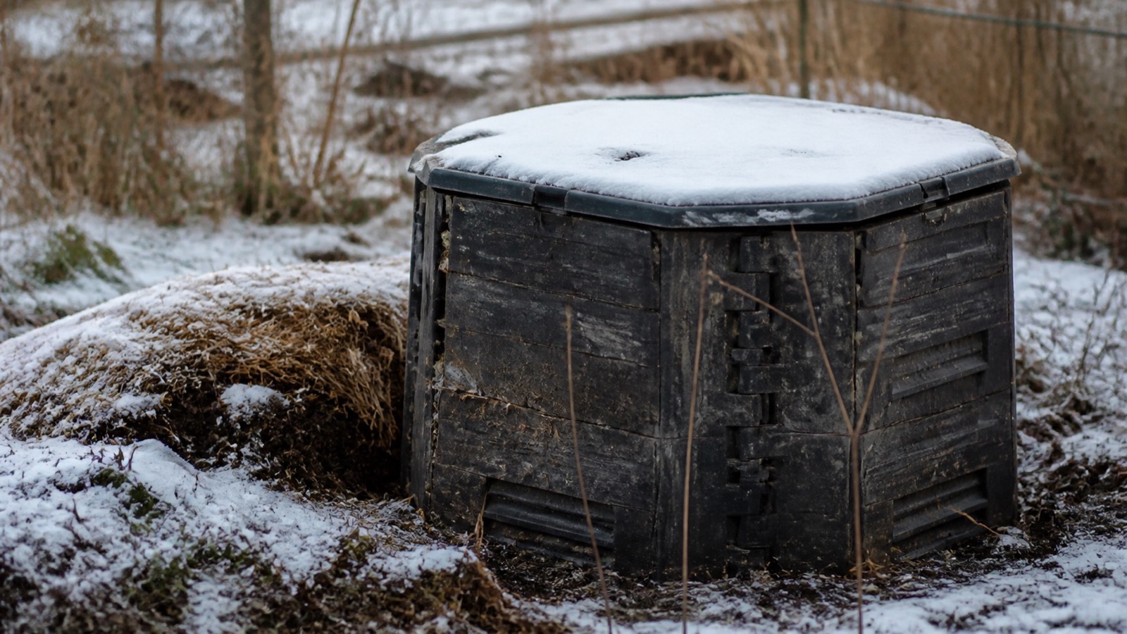 A snow covered compost bin in a bare winter garden, winter composting