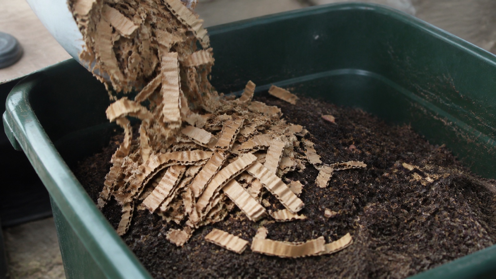 Shredded corrugated cardboard being added as bedding to a worm bin, worm bin bedding